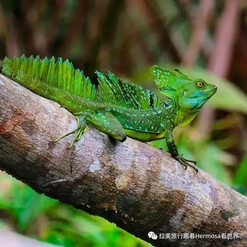 看我轻功水上漂双冠蜥