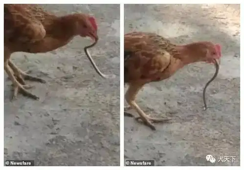 视频:鸡中的"战斗机"!"蛇鸡大战"鸡完胜活吞眼镜蛇