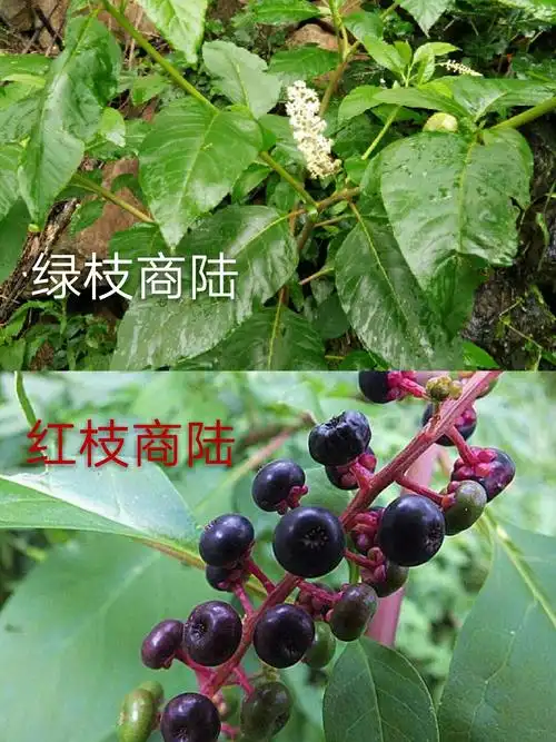 生活 带你认识山中草2 写美篇        商陆有两种,一种为全株绿色,是