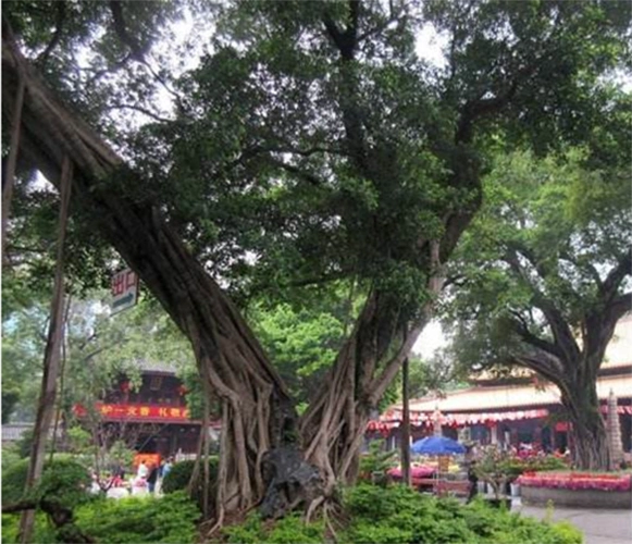 广州光孝寺游历体会,推荐你们一游,感觉不错!