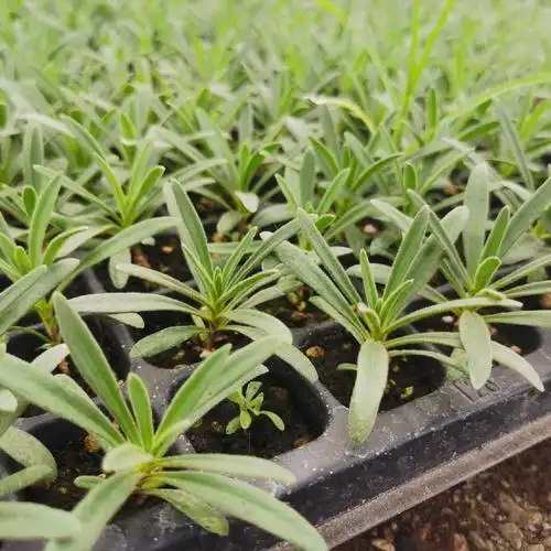 满天星小苗重瓣伊洛洛斯组培苗星空白花店客厅绿植