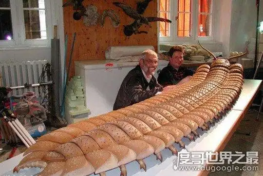 世界上最大的马陆虫,巨型马陆体长超3米(生活中