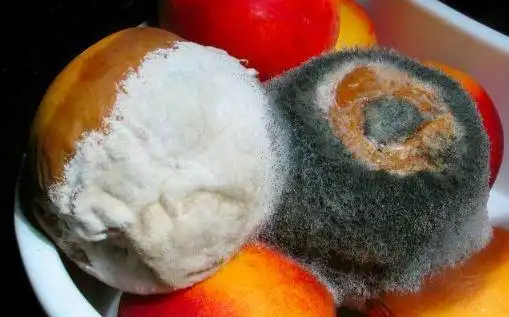 苹果发霉了一点点切掉能吃吗发霉的苹果是什么样子的图片