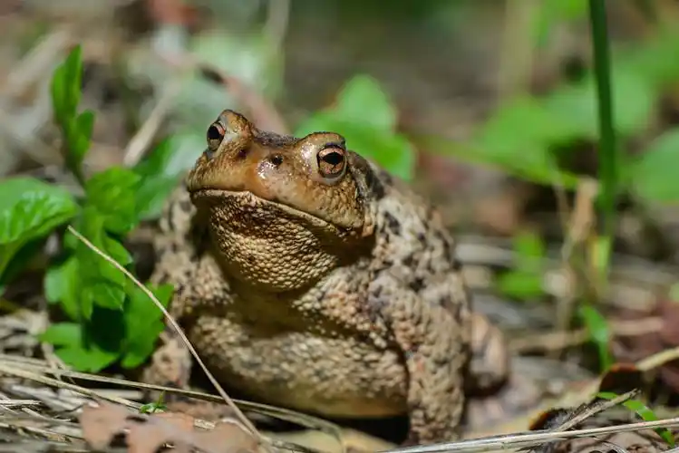 脊椎动物图片_脊椎动物图片大全_全景图片网