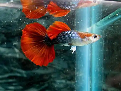 这个是 孔雀鱼  记得点击采纳