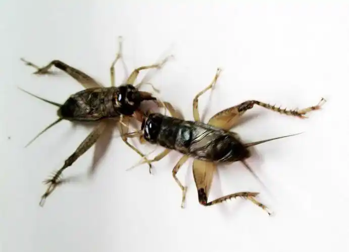 蟋蟀,又名蛐蛐.其中斗蟋的名气也是算脍炙人口的.