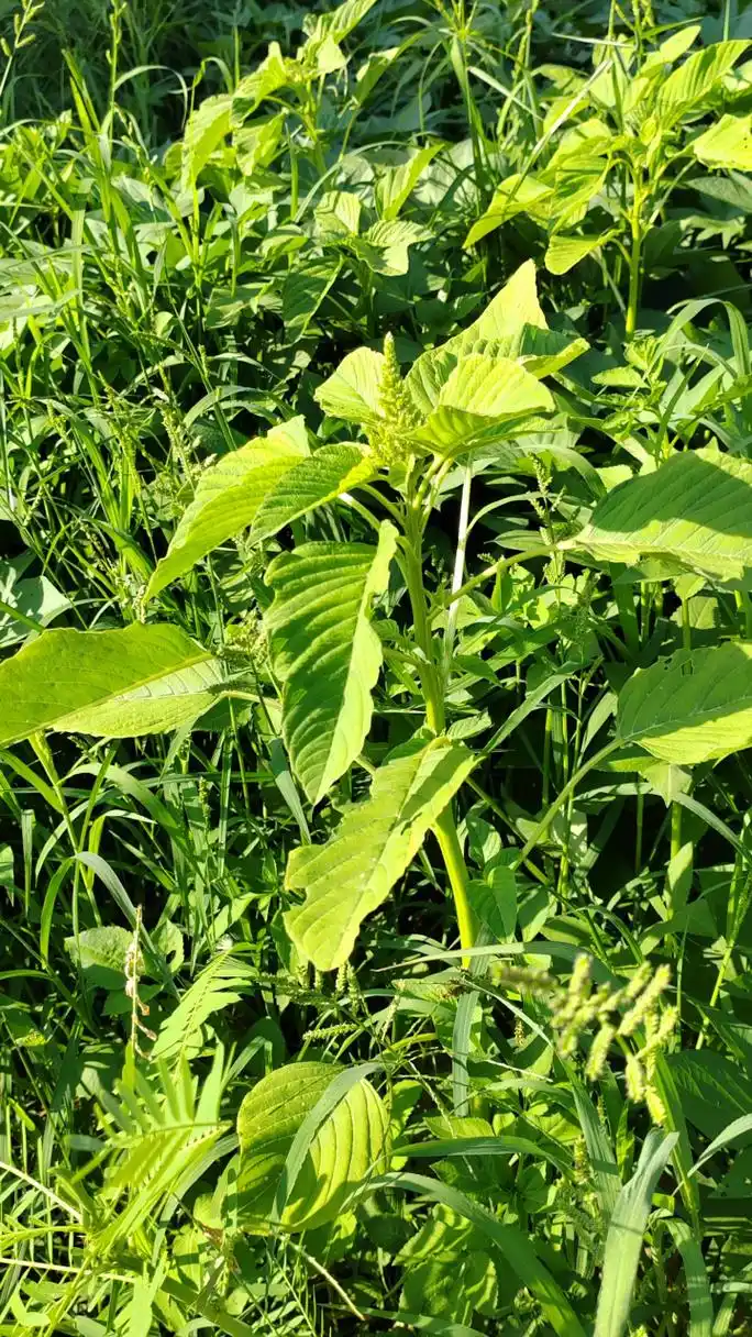 分享图片:野苋菜的风采 下乡采风,发现杂草丛里的野苋菜长的是叶大