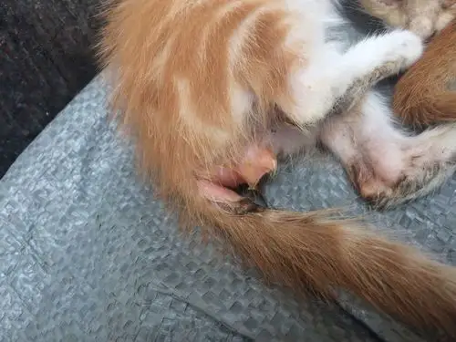 发现肛门位置凸起了,而且和尾巴周围没有毛了,请问这种情况是脱肛吗?