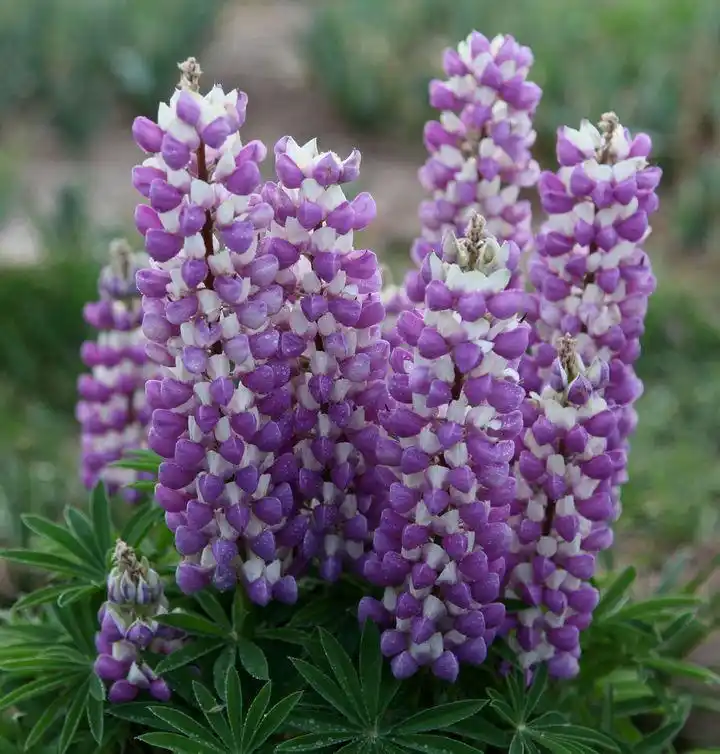 母爱之花—鲁冰花