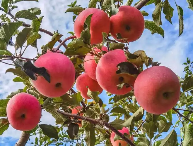 家乡的苹果红了