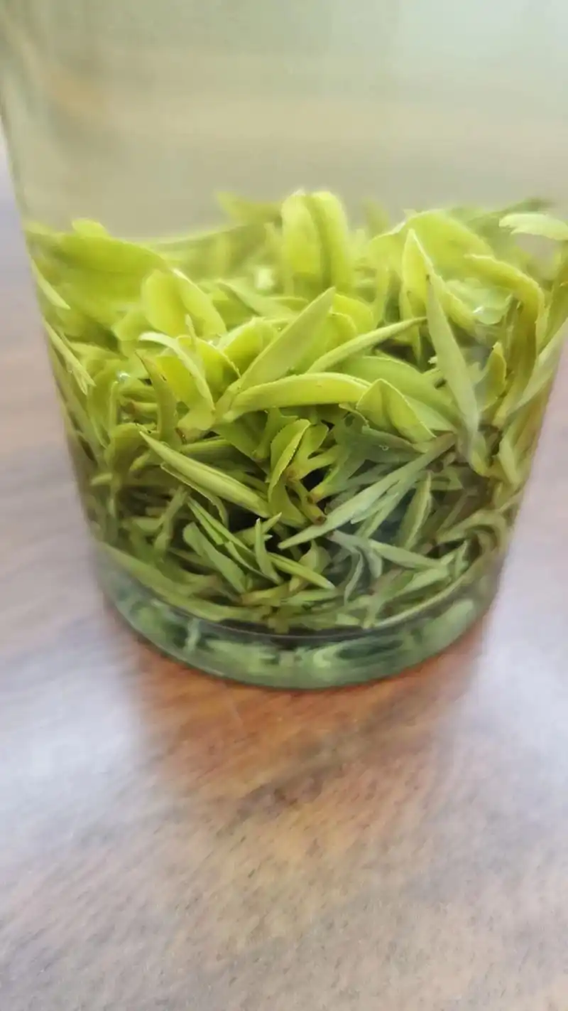 明前高山古树野茶纯手工制作