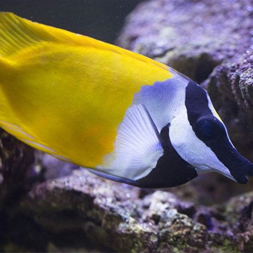 黄狐狸狐狸拍下发货活体海洋生物容易饲养吃藻海水鱼