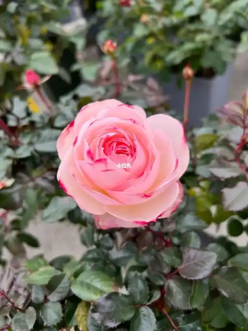 月季斯蒂芬妮古城堡