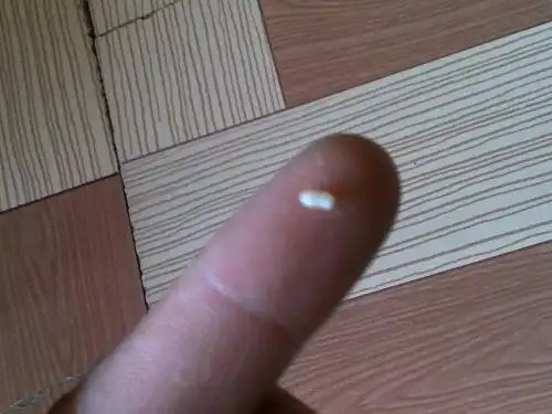 请问谁知道这是什么虫子?