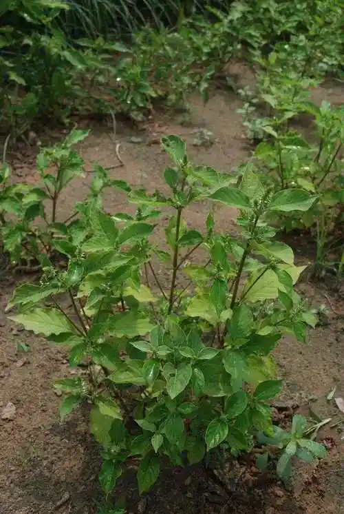 月   花色:白色,紫色生长期:多年生繁殖:分根中药名:紫菀       功效