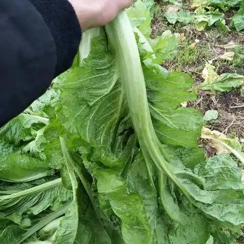 四川省绵阳市安州区小青菜 30cm以上