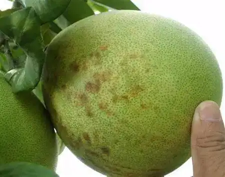 大丰收柑橘植保黑星病的典型症状及防治方法