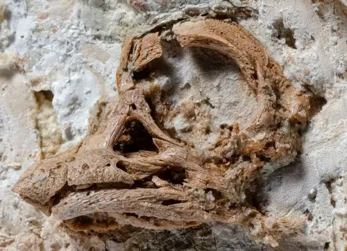 罕见恐龙胚胎化石证实恐龙出生时鼻尖长角_凤凰网