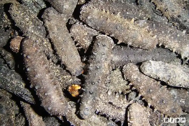 展开全部 关东参即日本红参,是品质非常好的海参,属刺参的一种.