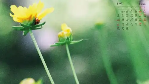 2021年6月小清新金鸡菊日历,月历壁纸-回车桌面