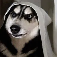 戴眼镜哈士奇微信头像