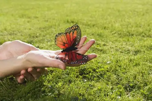 西方人,手,一个人,捧,横图,室外,特写,白天,正面,草地,草坪,植物,蝴蝶