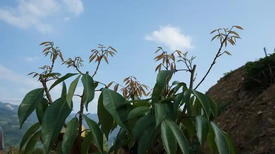 新发芽的荔枝树苗,希望之树 返回搜