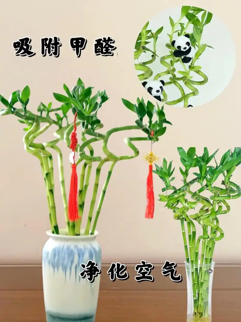 家里什么都不养也要养一盆转运竹,它即好看又很好养,有水就能养 - 抖