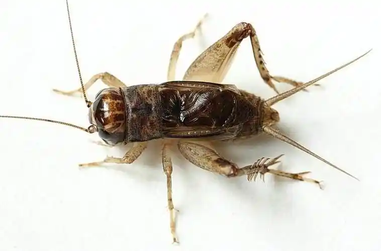 蟋蟀的形态和种类