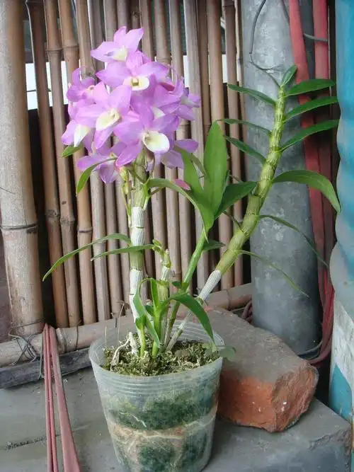 这是什么品种石斛