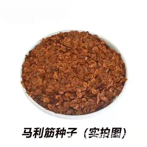 马利筋籽花种子金凤花尖尾凤莲生桂子花芳草花籽种子