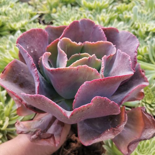 高沙之舞会红裙婚纱法国皇后包菜缀化多植物系列多肉植物