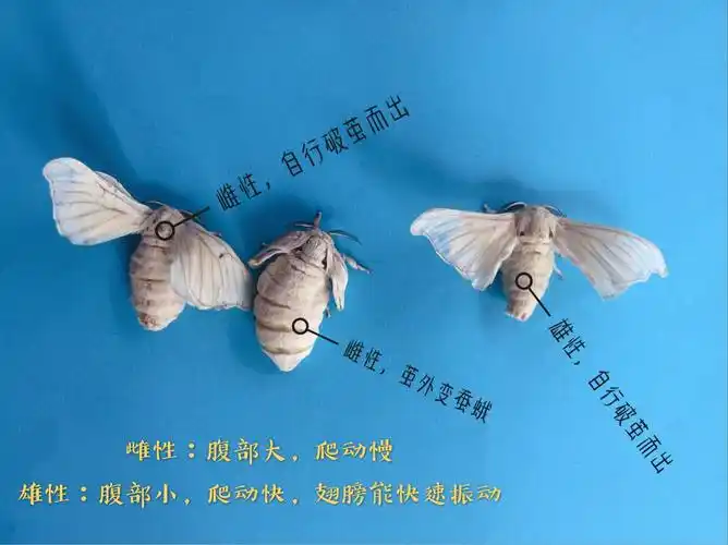 春蚕吐丝,破茧成蝶——宁波市广济中心小学103班 朱文远(指导老师