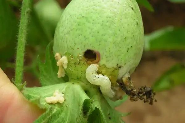 如何防治棉铃虫