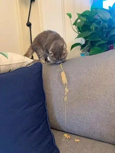 小猫咪吐的毛球到底什么样?其实很多人都没见过!_人们