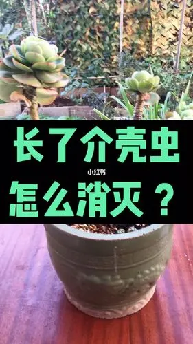 多肉植物长了介壳虫怎么处理