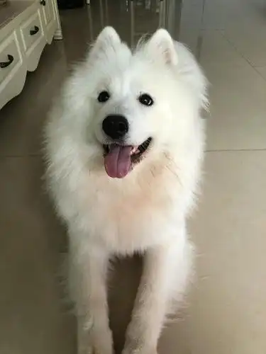 深圳宝安,2岁萨摩耶,希望有爱萨摩人士领养,好好.