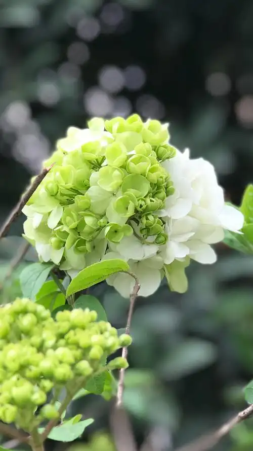 原图直出木绣球