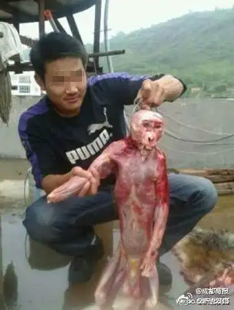 四川虐猴男活剥猴子皮警方成立专案组调查