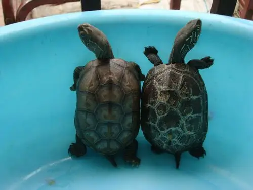 这里有养三线龟的朋友吗?交流一下!