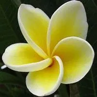 微信鸡蛋花头像_高清鸡蛋花花朵图片大全【点击鼠标右键下载】