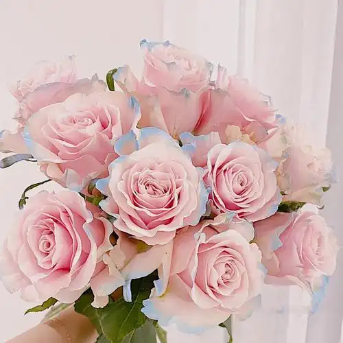 进口厄瓜多尔伊莎贝拉玫瑰鲜花直批上海发家用水插花鲜花速递(同城)