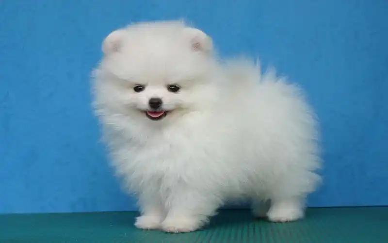 安卓(android)动物 狗狗 博美犬 卖萌图高清手机壁纸免费下载,安心