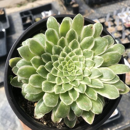 翡翠冰法师 多肉植物 肉肉植物 萌肉肉组合盆栽阳台花卉 陌上花