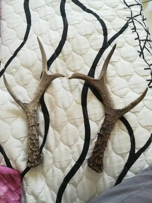 这样的野鹿角值钱吗