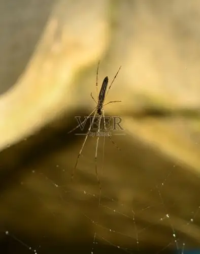 蜘蛛网上的背景