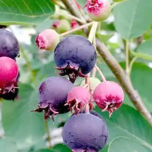 北方果树苗耐寒价格