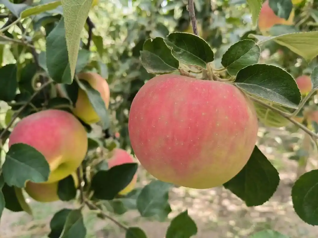 新疆阿克苏苹果人间最美味的脆甜果子#抖音中秋好礼季 #抖音助 - 抖音