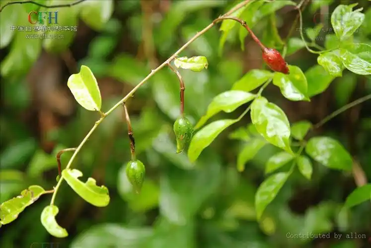 p>独行千里,中药名.
