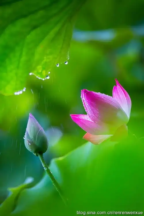 2015北京莲花池荷花摄影